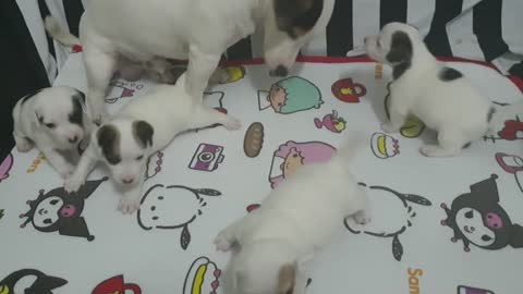 Puppies playing