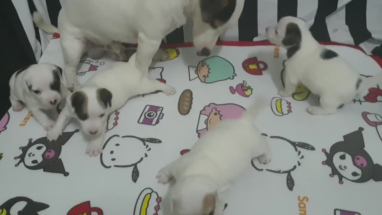 Puppies playing