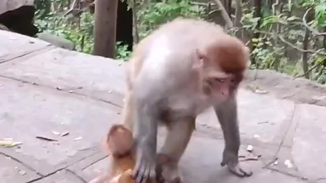 Bad Monkey made her child sick