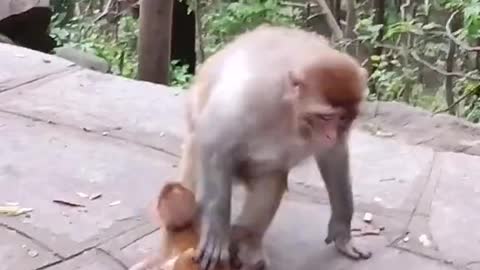 Bad Monkey made her child sick