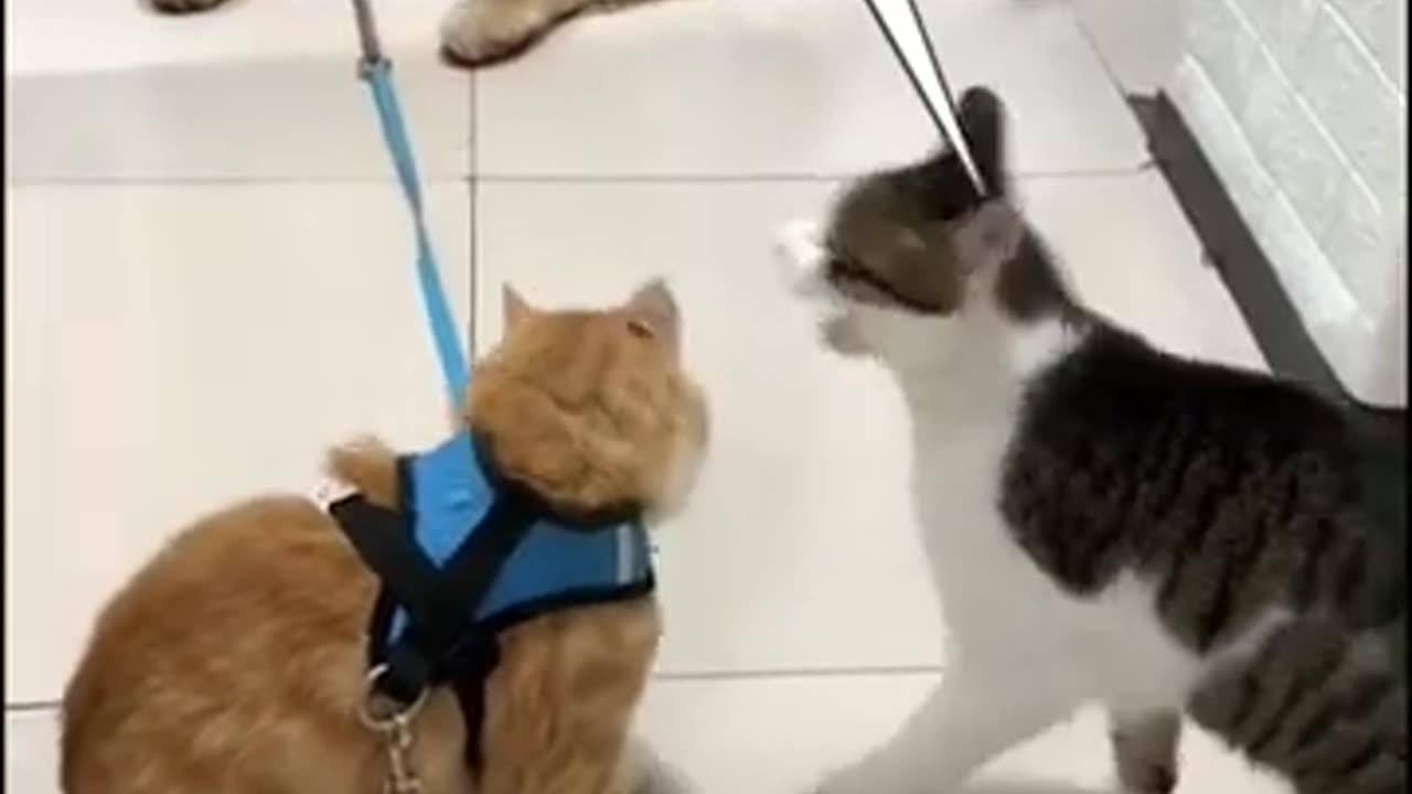 The best funny pet videos