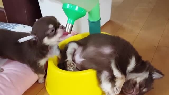 Pupper Water Bowl Bed