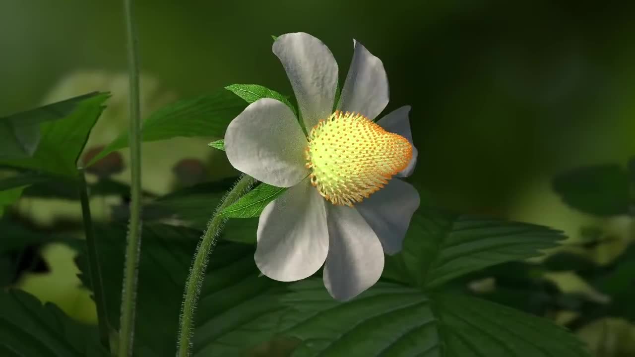 Strawberry Time Lapse | 🍓🍓🍓