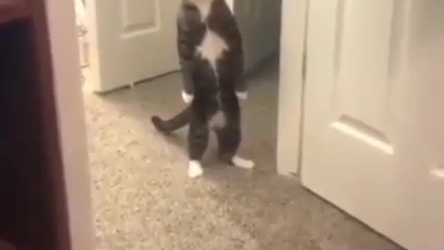 The funniest cat on the planet .... hold on to laughter