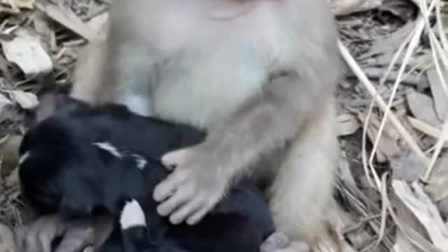 monkey baby puppy love