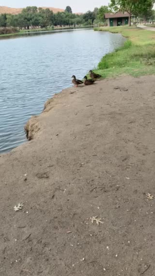 Duckies in the lakes