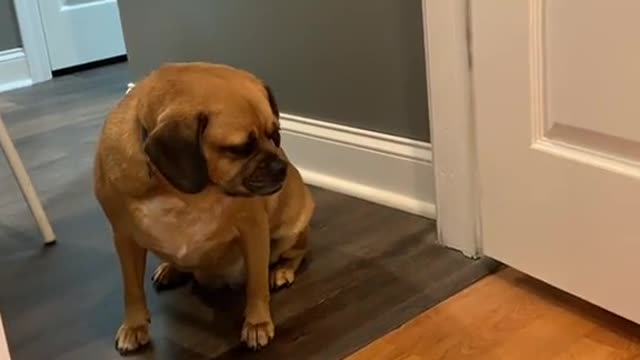 when your dog walks in on you packing for college