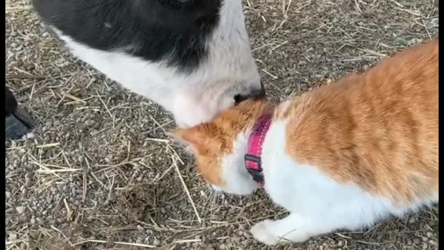 friendship between cat and cow cute cat with cow friendship