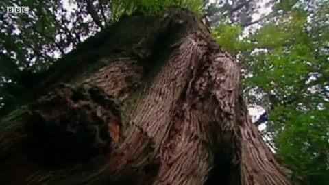Best Of Frogs | Top 5 | BBC Earth