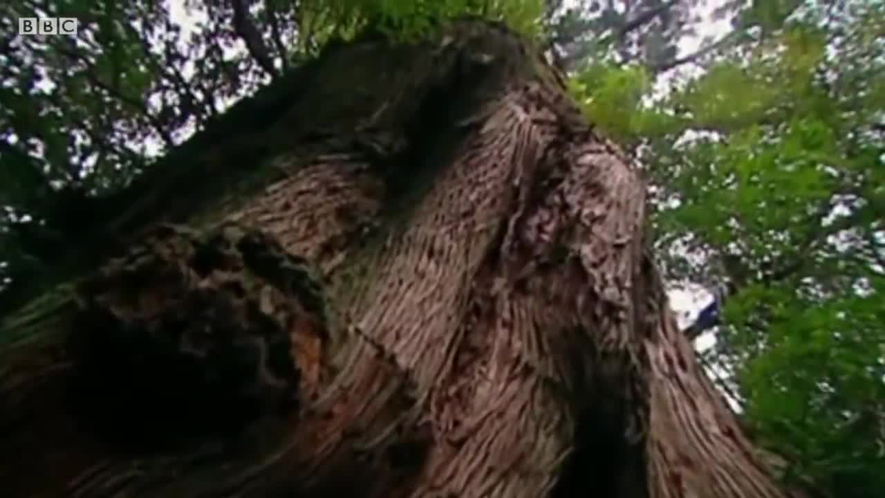 Best Of Frogs | Top 5 | BBC Earth