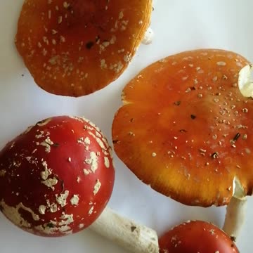 Beautiful amanita mushrooms.