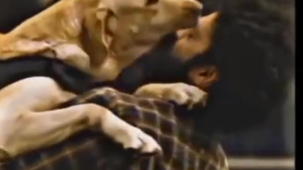 The most beautiful dog video in the world