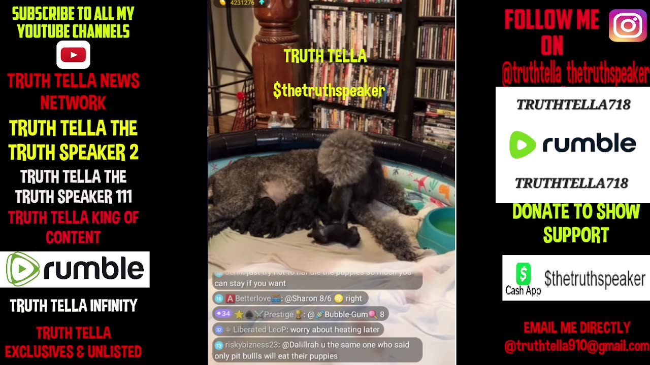 SWEETS2HAVE STANDARD POODLE GIVES BIRTH TO TWELVE PUPPIES ON LIVE