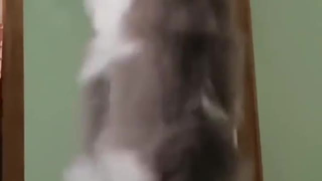 Dancing cat