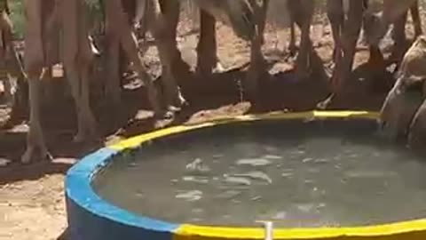 Camel drinking water