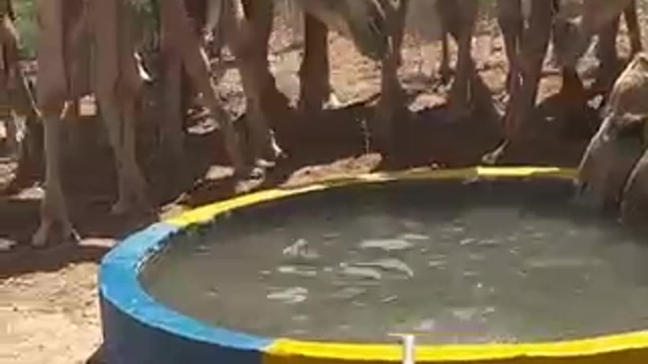 Camel drinking water