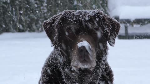 Funny animal video| innocent labra|☃️☃️☃️☃️☃️☃️