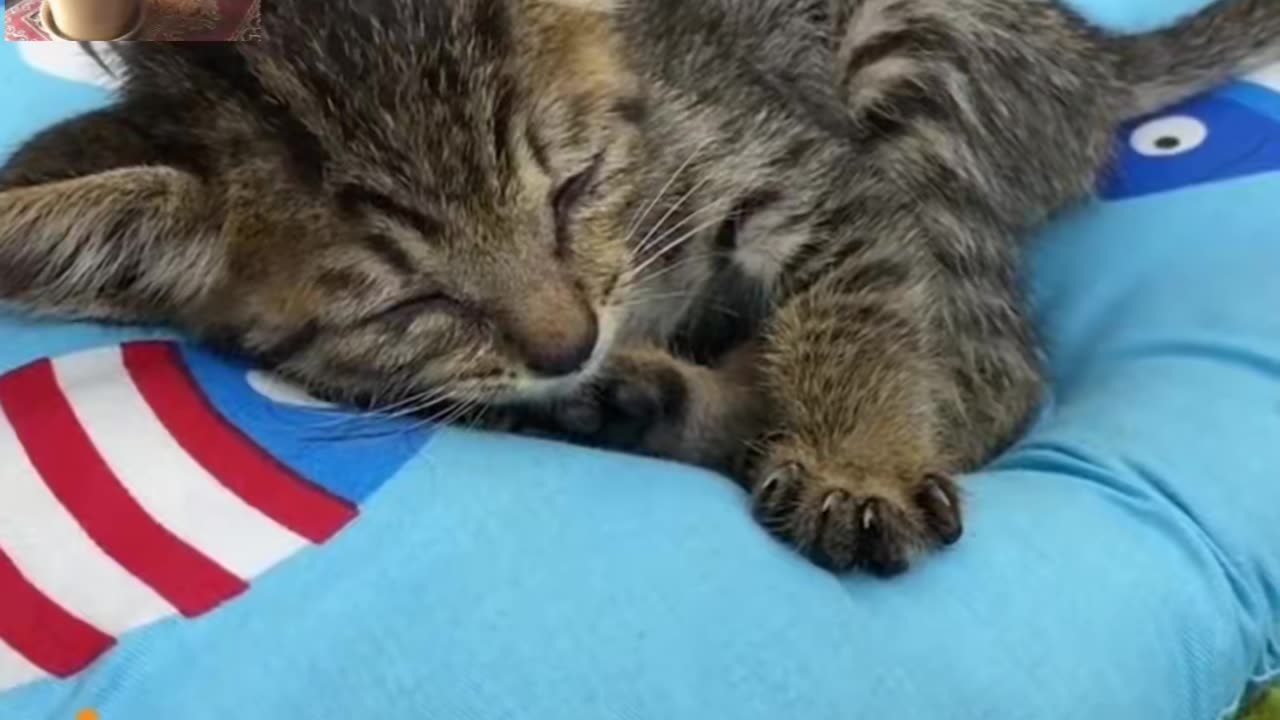 Helping 😺 cat stuck in pipeline