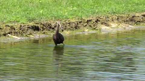 Lake Greer birds 3-10-2024