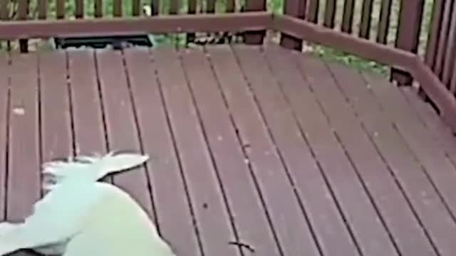 Cute Dog Pull The Woman with Her Coat