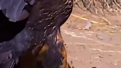 eagle fight short video