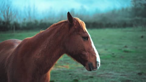 The horse in the morning.