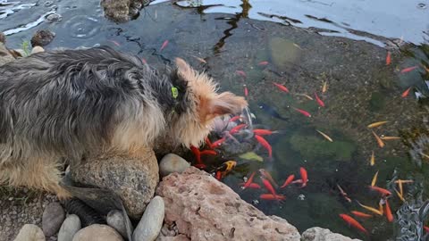 The Koi and goldfish like our dogs..