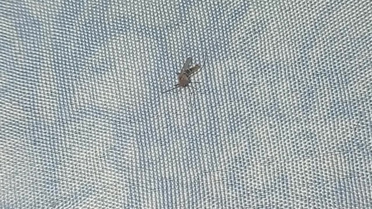 What is the name of this insect in your city?