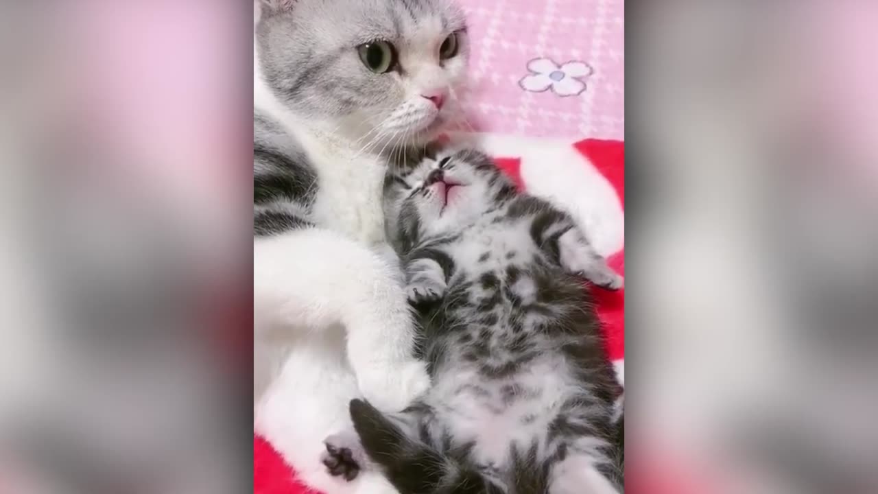 Best funny cat video