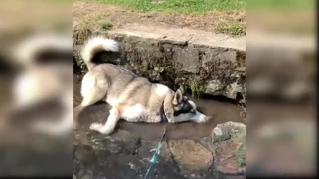 Baby Dogs - Cute and Funny Dog Videos Compilation