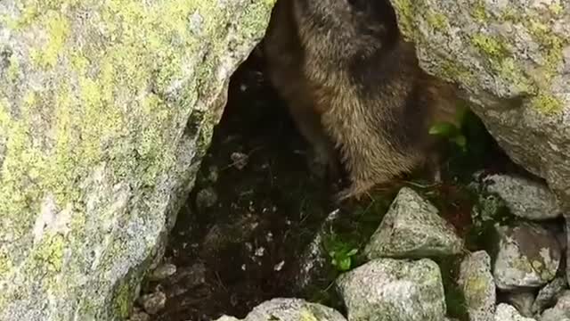 Wild beaver