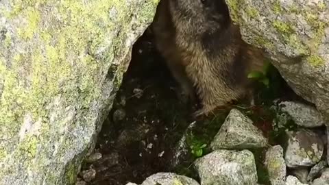 Wild beaver