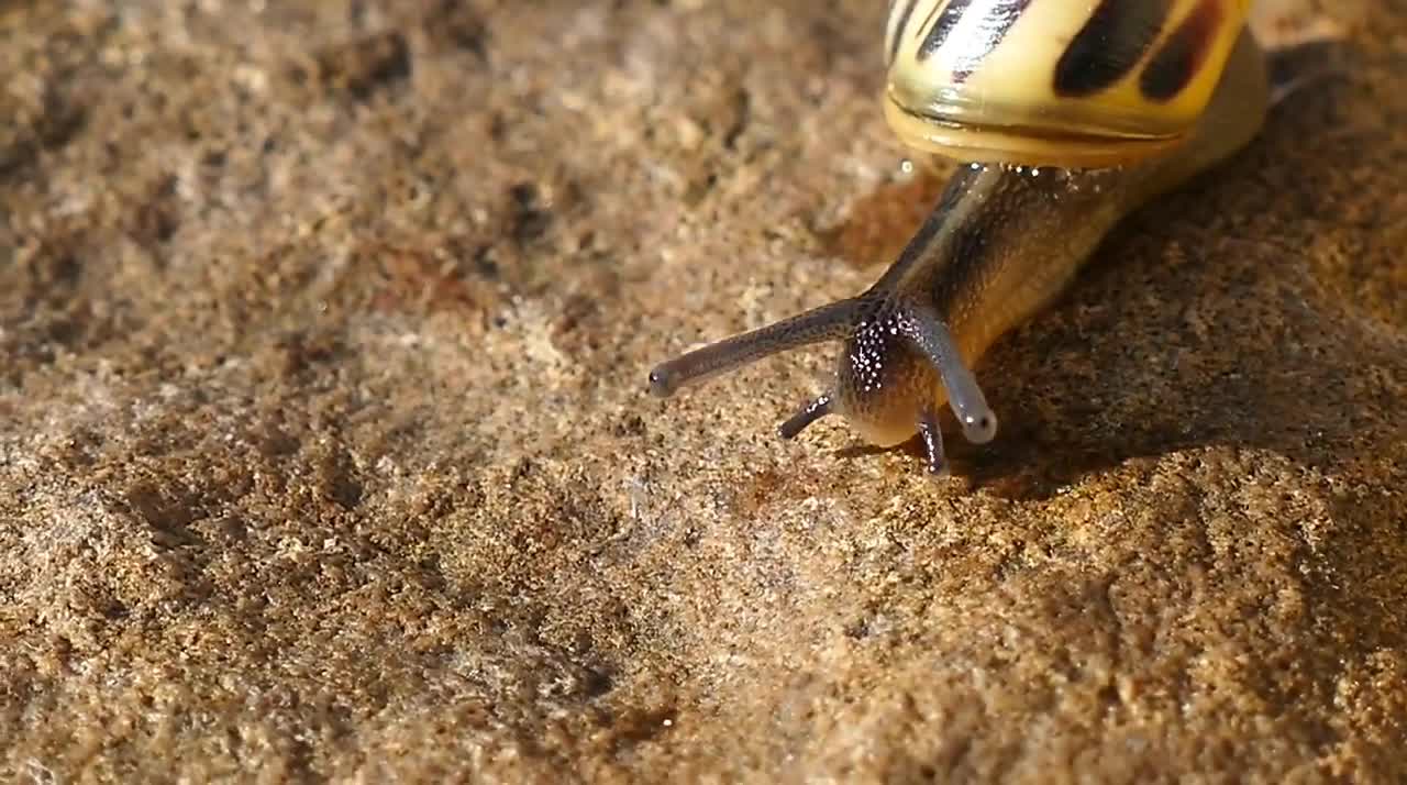beautiful nature and animal