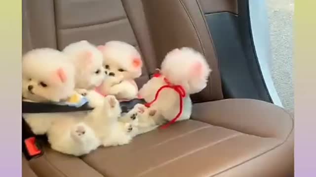 Funny and Cute Dog Video Compilation_28 _#short