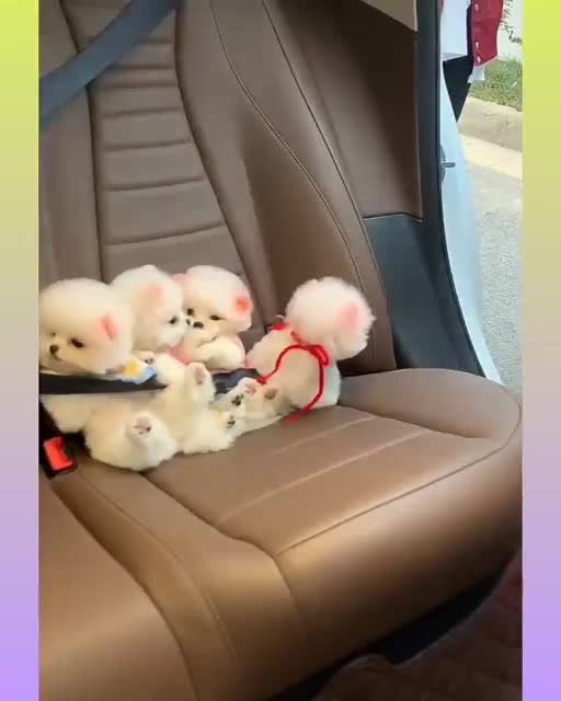 Funny and Cute Dog Video Compilation_28 _#short