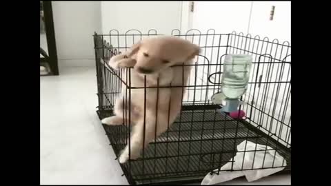 Cute puppy shows his escaping skills