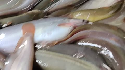 Big Shing Fish Live Video In Fish Market#shorts