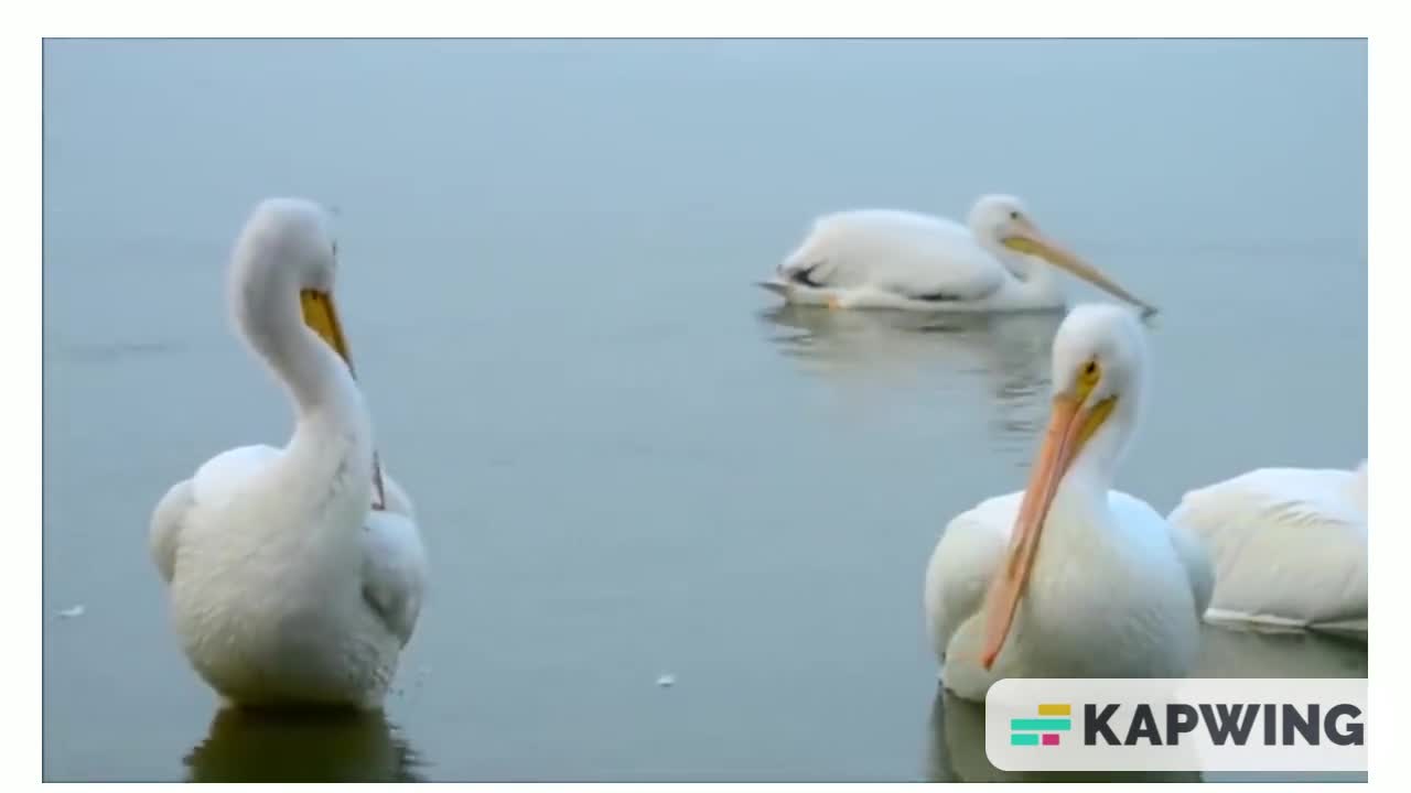 Beautiful Golden Pheasants and Wading Birds