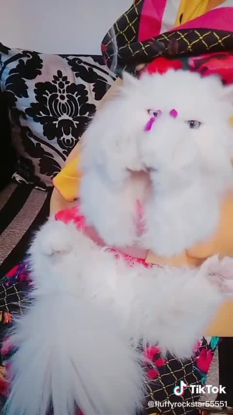 Funny white Kitten Playing flowers 🌺🌹