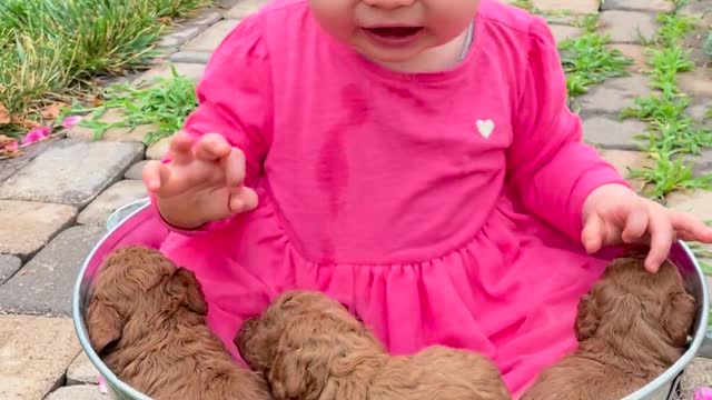 A Toddler and Puppies In the Bucket