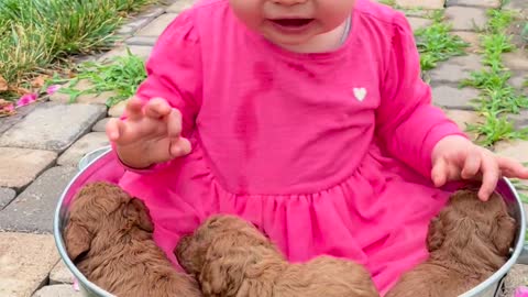 A Toddler and Puppies In the Bucket