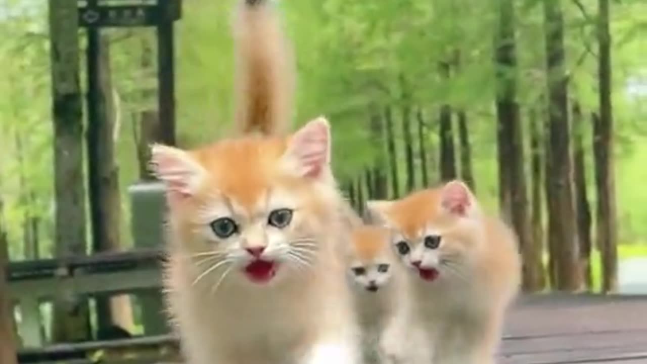 Cute Baby Cat brothers stick together