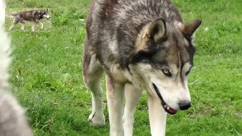 Husky dog is ecstatic after waking up to a yard full of green grass.