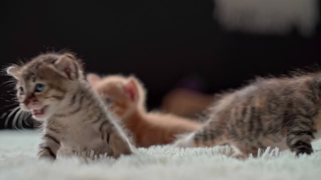 Cute cats | cats | cute cats video