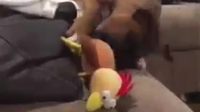 Cute and funny dog falling from sofa - dogs training