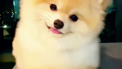 cute dog