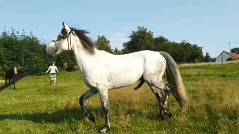 This stallion is so affable, even when he is about to cover a mare, easy to hold in 1 hand