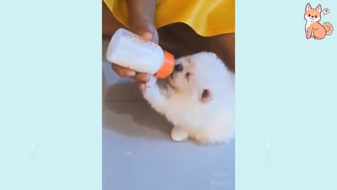 🤣 Funniest 🐶 Dogs TikTOK Too Funny!