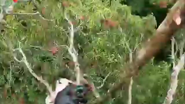 Maybe it's the last time,10 kg nest in tree