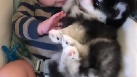 So Cute | Puppy Sleeps With baby in cradle | #Shorts [pt.204] Husky